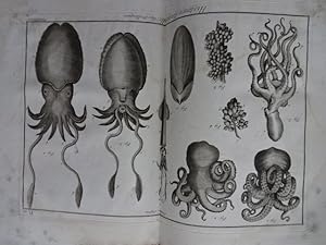 Recueil de 95 planches de mollusques de l'encyclopédie Diderot d'Alembert