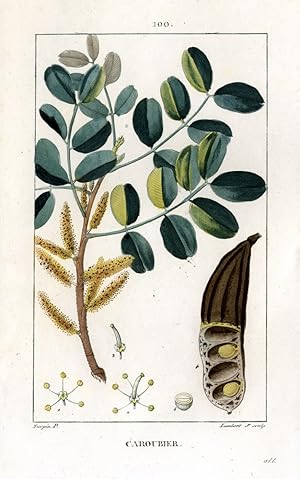 Bild des Verkufers fr Caroubier - John's Bread-Tree - Johannisbrotbaum. zum Verkauf von Antiquariat Stefan Wulf
