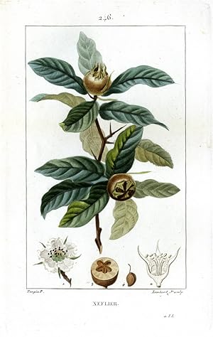 Bild des Verkufers fr Nflier - Medlar - Gemeiner Mispelbaum. zum Verkauf von Antiquariat Stefan Wulf
