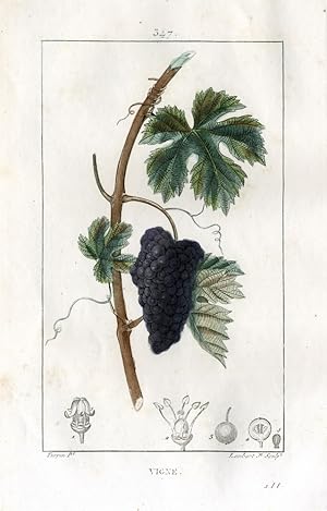 Bild des Verkufers fr Vigne - Vine - Weinstock, Weinpflanze. zum Verkauf von Antiquariat Stefan Wulf