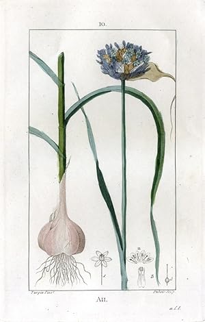 Bild des Verkufers fr Ail - Garlic - Knoblauch. zum Verkauf von Antiquariat Stefan Wulf