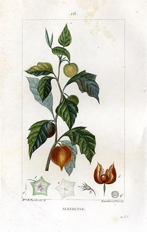Bild des Verkufers fr Alkekenge, Coqueret - Winter-Cherry - Judenkirsche. zum Verkauf von Antiquariat Stefan Wulf