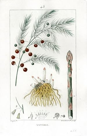 Bild des Verkufers fr Asperge - Asparagus - Spargel. zum Verkauf von Antiquariat Stefan Wulf