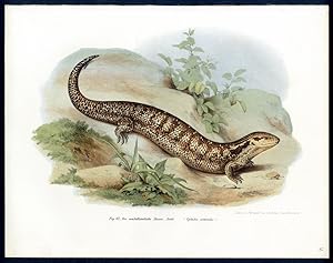 Seller image for Tafel Nr. / plate no. 32: Fig. 62. Die neuhollndische Riesen-Scink. (Cyclodes scincoides.) [Common Bluetongue, Eastern Bluetongue, Northern Bluetongue, Eastern Blue-Tongued Lizard - Gemeiner Blauzungenskink - Tiliqua scincoides (WHITE, 1790).] for sale by Antiquariat Stefan Wulf