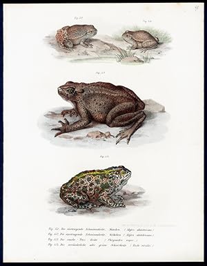 Bild des Verkufers fr Tafel Nr. / plate no. 90: Fig. 151. Die eiertragende Schwimmkrte. (Alytes obstctricans.) [Common midwife toad -Gemeine oder Nrdliche Geburtshelferkrte - Alytes obstetricans (Laurenti, 1768).] Weibchen & Fig. 152. Mnnchen. & Fig. 153. Die rauhe Truzkrte. (Phrynoides asper.) [Asian giant toad Asiatische Riesenkrte - Phrynoidis asper (Gravenhorst, 1829).] & Fig. 154. Die vernderliche oder grne Schaarkrte. (Bufo viridis.) [European green toad - Wechselkrte - Bufotes viridis (Laurenti, 1768).] zum Verkauf von Antiquariat Stefan Wulf