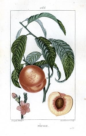 Pêcher - Peach Tree - Pfirsichbaum.