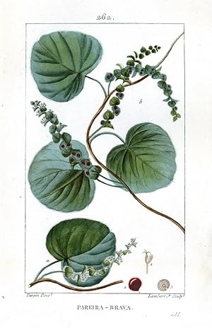 Pareira Brava - Cissampelos, Wild Vine - Brasilianische Grieswurzel.