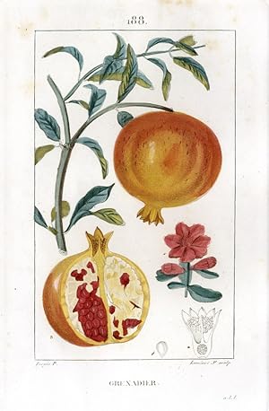 Grenadier - Pomegranate-Tree - Granatapfel-Baum.