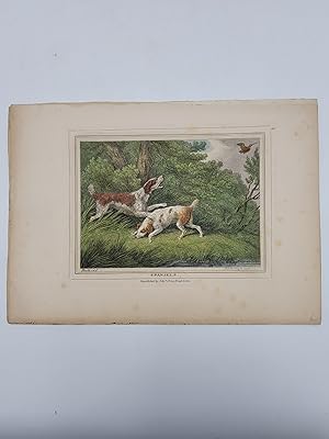 5 hand-colored dog prints. The Foxhound; The Setter; The Otter-Hound; The Water Spaniel; Spaniels.