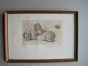Seller image for "Schnecken, Muscheln" Original-Radierung ,signert 76, unter Glas, gerahmt for sale by Antiquariat Schleifer