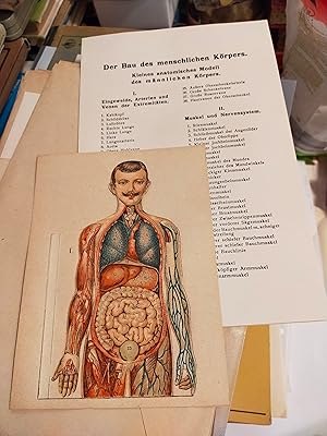 Anatomisches Modell. Der Bau des menschlichen Körpers. Kleines anatomisch zerlegbares Modell des ...