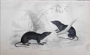 Bild des Verkufers fr Shrews. Oared Shrew. Sorex remifer. zum Verkauf von theoldmapman