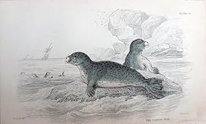 Seller image for Sea Mammals. Seals. Common Seal. Phoca vitulina. for sale by theoldmapman