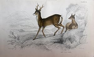 Seller image for Deer. Roe Deer. Capreolus capreolus. for sale by theoldmapman