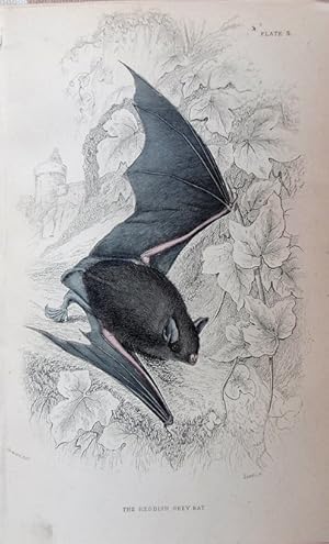 Seller image for Bats. Reddish-Grey Bat. Vesperilio Nattereri. for sale by theoldmapman