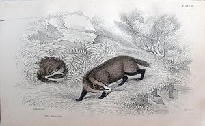 Bild des Verkufers fr Badger. Meles taxus. zum Verkauf von theoldmapman