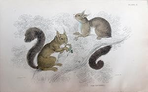 Image du vendeur pour Rodents. Red or Common Squirrel. Sciurus vulgaris. mis en vente par theoldmapman