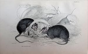 Seller image for Rodents. Black Rat. Mus rattus. for sale by theoldmapman