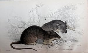 Seller image for Rodents. Brown Rat. Mus decumanus. for sale by theoldmapman