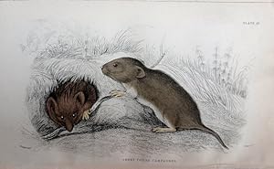 Seller image for Rodents. Voles. Red or Meadow Vole. Arvicola pratensis. for sale by theoldmapman