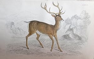 Seller image for Deer. Red Deer or Stag. Cervus elaphus. for sale by theoldmapman