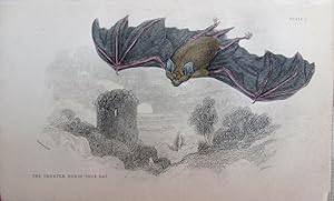 Imagen del vendedor de Bats. Greater Horse-shoe Bat. Rhinolophus ferrum-equinum. a la venta por theoldmapman