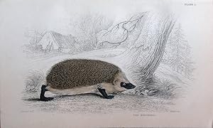 Seller image for Hedgehog. Erinaceus Europaeus. for sale by theoldmapman