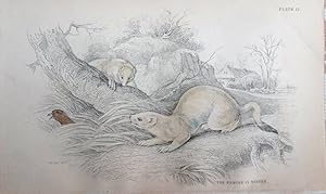 Seller image for Mustelinae. Stoat or Ermine (winter). for sale by theoldmapman