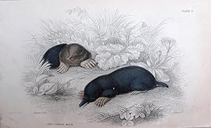 Seller image for Mole. Talpa Europaea. for sale by theoldmapman