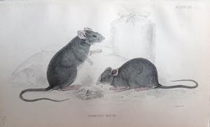 Bild des Verkufers fr Rodents. Domestic Mouse. Mus musculus. zum Verkauf von theoldmapman