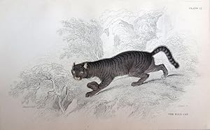 Image du vendeur pour Cats. Wild Cat. Felis catis. mis en vente par theoldmapman