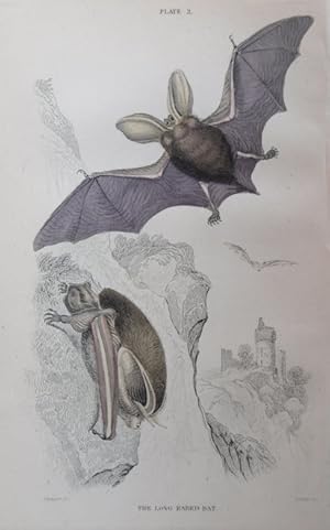 Imagen del vendedor de Bats. Long-eared Bat. Plecotus auritus. a la venta por theoldmapman