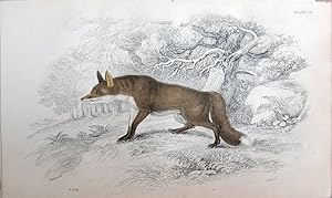 Seller image for Fox. Canis vulgaris. for sale by theoldmapman