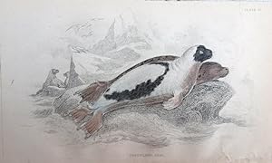 Image du vendeur pour Sea Mammals. Seals. Harp or Greenland Seal. Phoca Groenlandica. mis en vente par theoldmapman