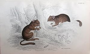 Bild des Verkufers fr Rodents. Dormouse. Myoxus avellanarius. zum Verkauf von theoldmapman