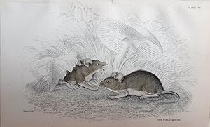 Image du vendeur pour Rodents. Wood or Long-tailed Field Mouse. Mus sylvaticus. mis en vente par theoldmapman