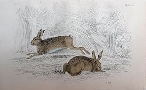 Bild des Verkufers fr Leporidae. Hares. Common Hare. Lepus timidus. zum Verkauf von theoldmapman