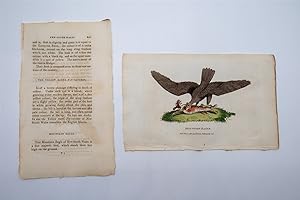 Bild des Verkufers fr Mountain Eagle zum Verkauf von Rare Collections