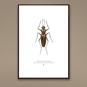 Consocius Potiopoetapolitus A4 Limited Edition Print