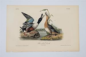 Shoveller Duck - Plate 394