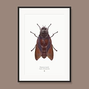 Dijunctus Mando A4 Limited Edition Print