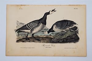 Barnacle Goose - Plate 378