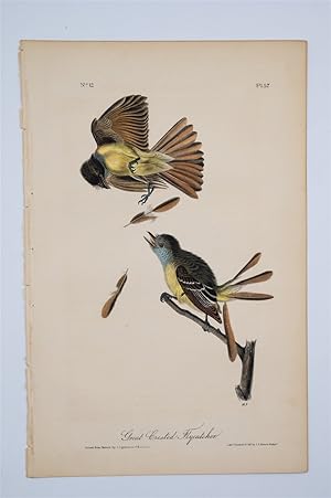 Great Crested Flycatcher Plate 57