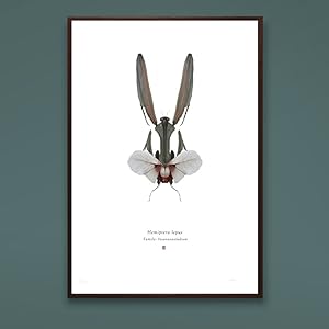 Hemiptera Lepus A4 Limited Edition Print