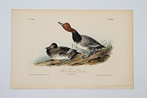 Red Headed Duck Plate 396