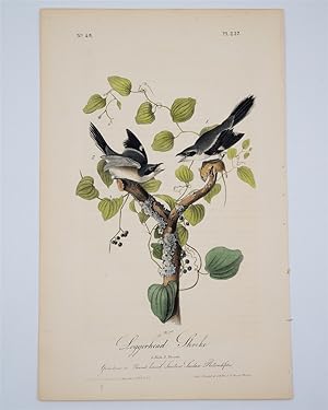 Loggerhead Shrike - Plate 237