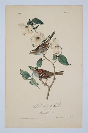 White Throated Finch Plate 191