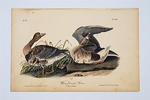 White Fronted Goose Plate 380
