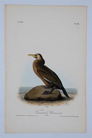 Townsend's Cormorant Plate 418