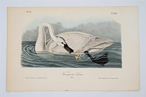 Trumpeter Swan Adult - Plate 382